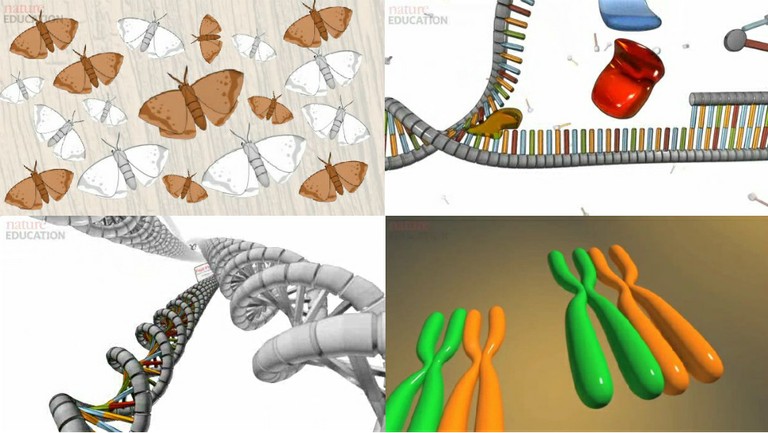 As animações produzidas e disponibilizadas pela Nature Education tratam de temas como seleção natural, replicação de DNA, comparação de genomas e divisão celular. (imagens: reprodução)